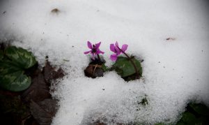 Vector field with bird