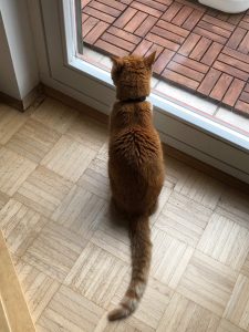 Cat contemplating theories